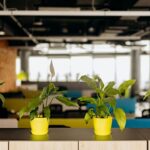 Benefits of Indoor Plants at Work and How to Care for Them